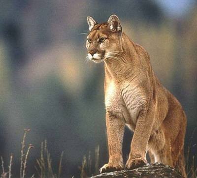 puma