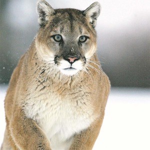 Puma Černá Mládě Puma Černá Mládě